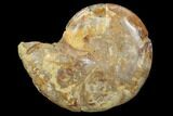 Sliced, Agatized Ammonite Fossil (Half) - Jurassic #100553-1